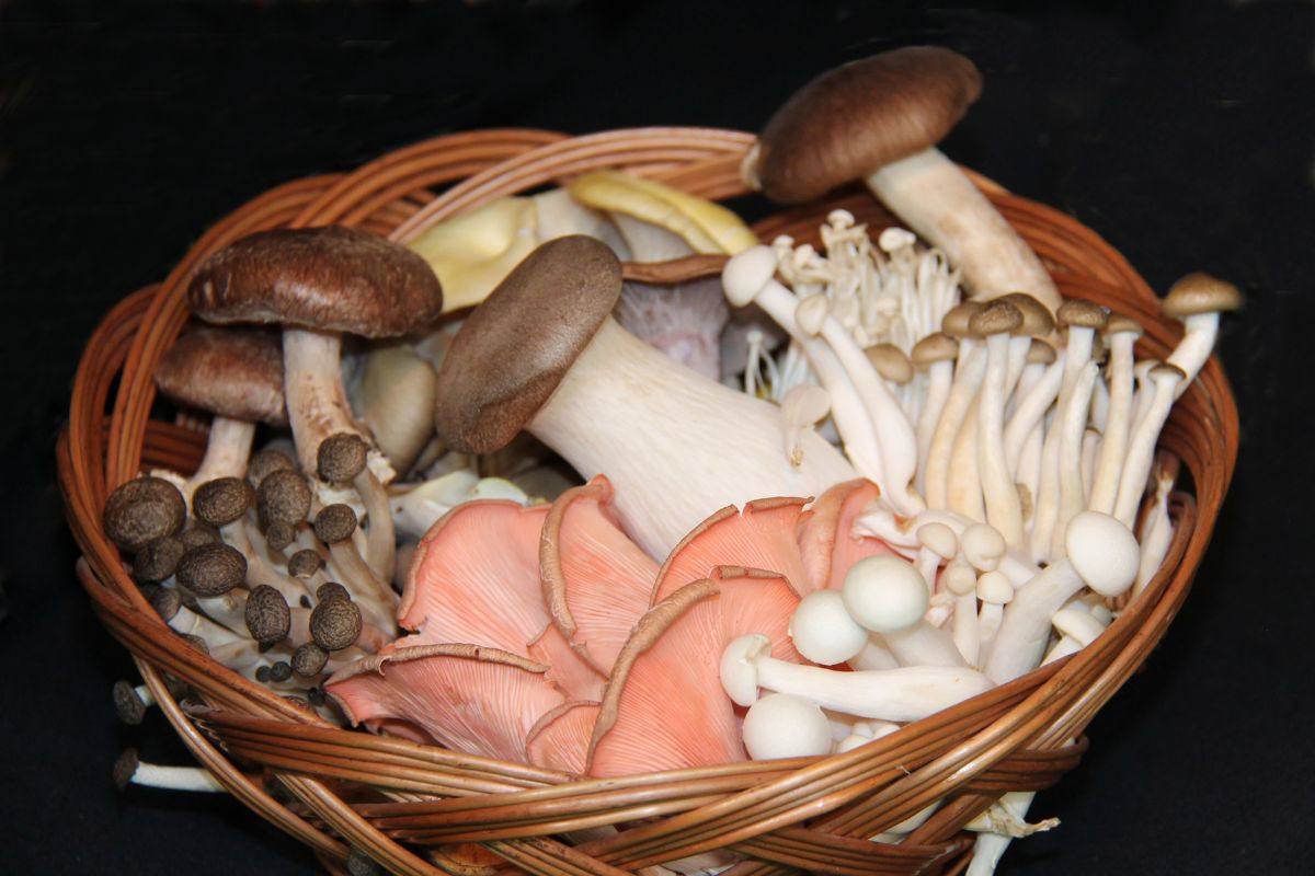 Edible Vs Poisonous Mushrooms – What Is The Difference?