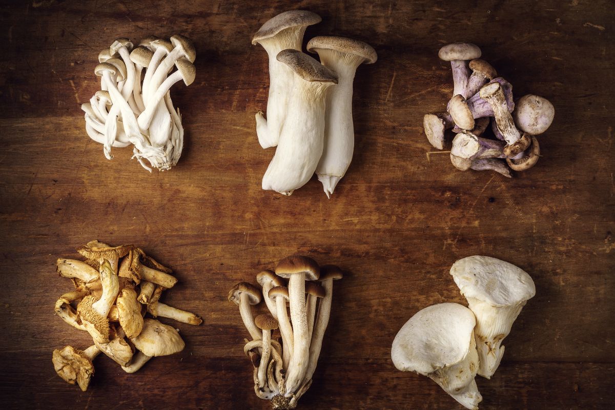 Edible Vs Poisonous Mushrooms – What Is The Difference? 