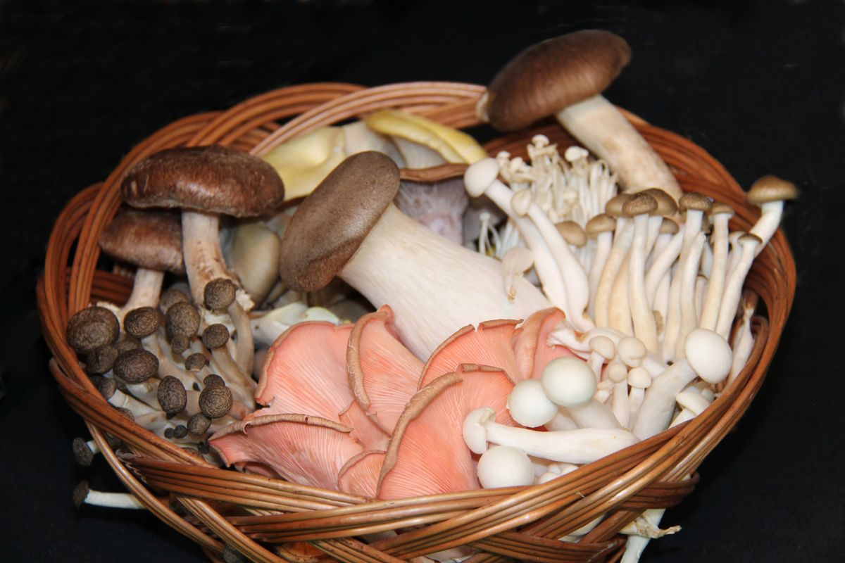 edible-vs-poisonous-mushrooms-what-is-the-difference-texas-prepares