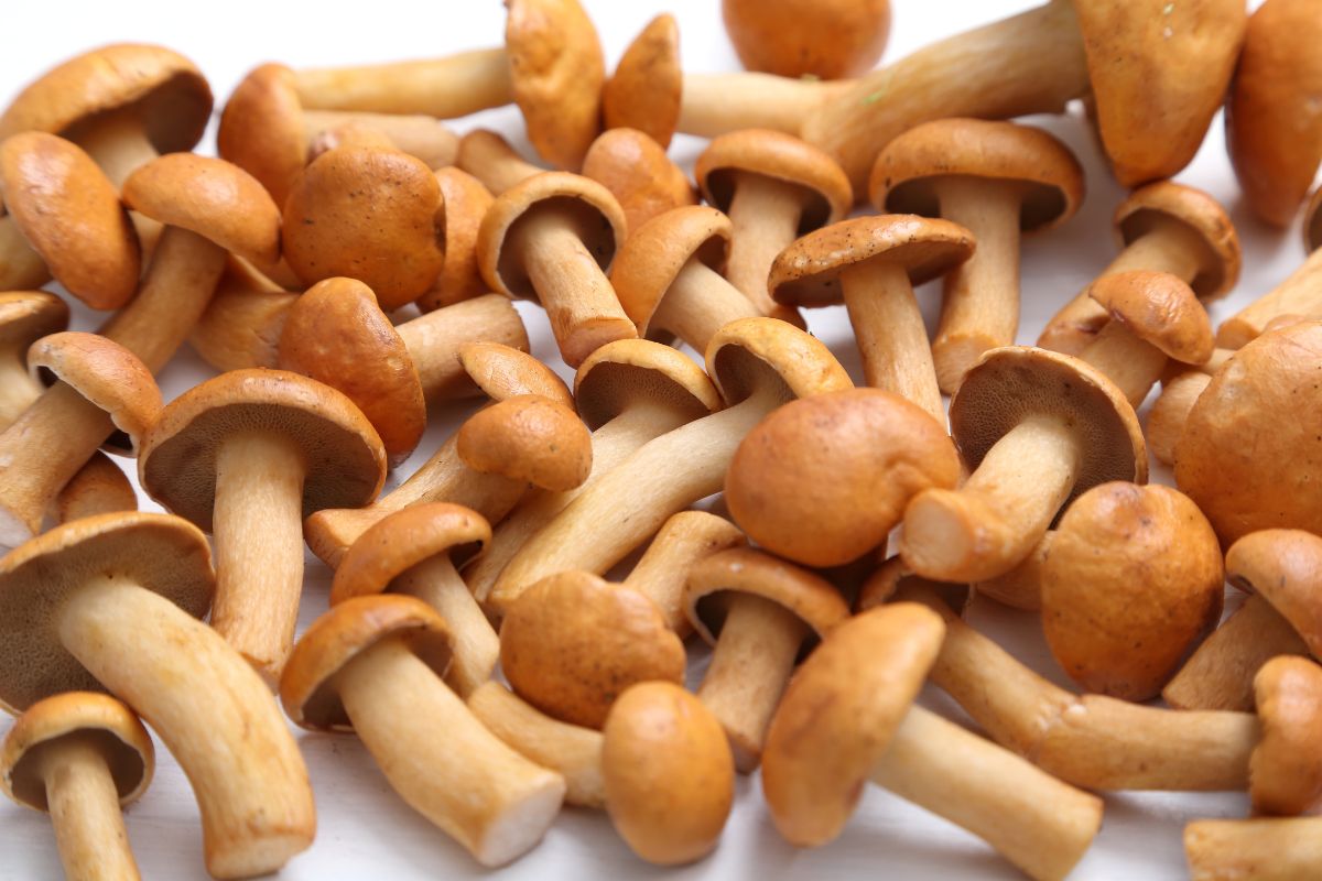 Edible Vs Poisonous Mushrooms What Is The Difference Texas 5383